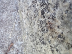 Formica cinerea