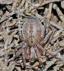 Anyphaena alboirrorata