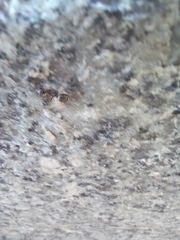 Formica cinerea