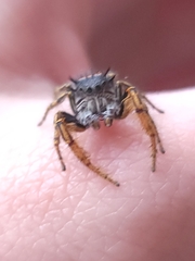 Phidippus mystaceus