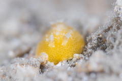 Nudibranchia