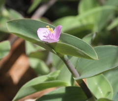 Tradescantia pallida