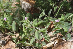 Tradescantia pallida