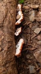 Fistulina hepatica