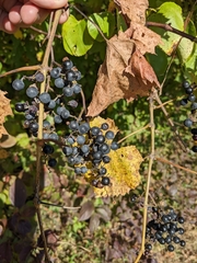 Vitis cinerea