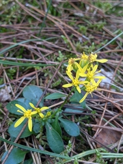 Solidago virgaurea
