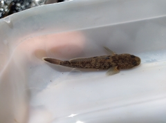 Rhinogobius rubromaculatus