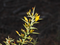 Ulex argenteus subsericeus