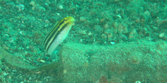 Petroscirtes breviceps
