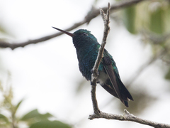 Chlorostilbon gibsoni