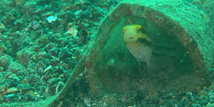 Petroscirtes breviceps