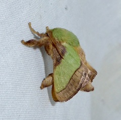 Parasa chloris