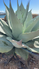 Agave parryi