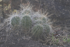 Echinocereus stramineus