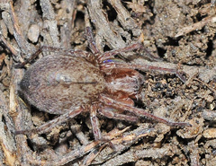 Anyphaena alboirrorata