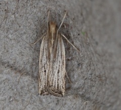 Helcystogramma hystricella