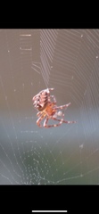 Araneus diadematus