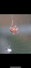 Araneus diadematus