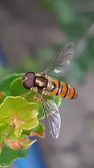 Episyrphus trisectus