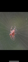Araneus diadematus