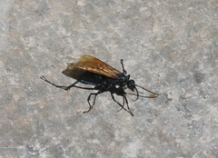 Pepsis pallidolimbata
