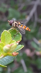 Episyrphus trisectus