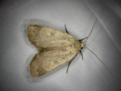 Sineugraphe oceanica