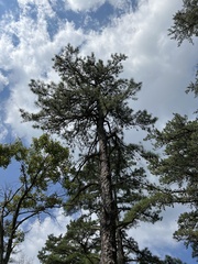 Pinus rigida