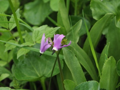 Primula jeffreyi