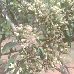 Gymnanthemum amygdalinum
