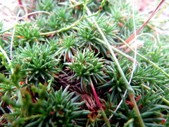 Limonium kraussianum