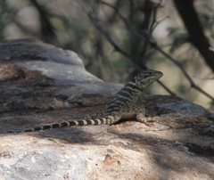 Sceloporus poinsettii