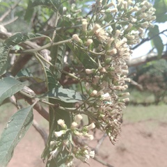 Gymnanthemum amygdalinum