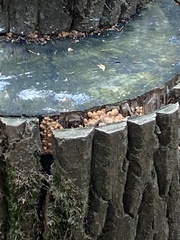 Coprinellus micaceus