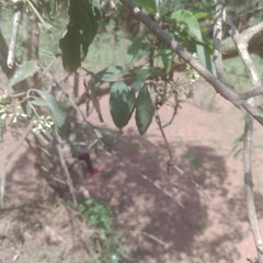 Gymnanthemum amygdalinum