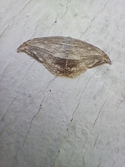 Morphomima fulvitacta
