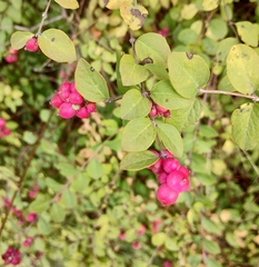 Symphoricarpos orbiculatus
