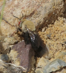 Centris caesalpiniae