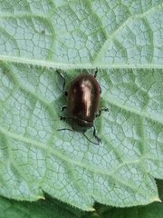 Chrysolina marginata