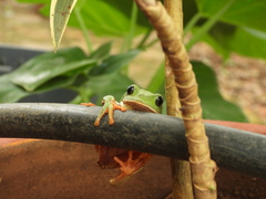 Agalychnis dacnicolor