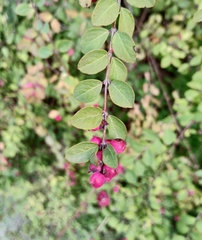 Symphoricarpos orbiculatus