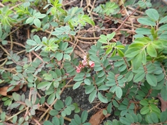 Indigofera hendecaphylla