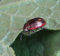 Chrysolina marginata