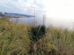 Yucca gloriosa