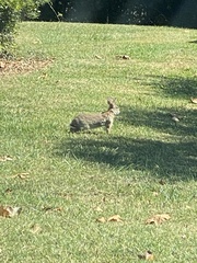 Sylvilagus floridanus
