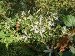 Clematis terniflora