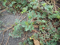 Indigofera hendecaphylla