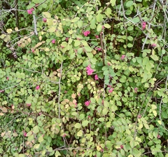 Symphoricarpos orbiculatus