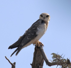 Elanus caeruleus caeruleus