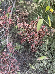 Juglans major